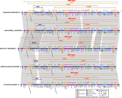 Occurrence and characterization of plasmids carrying tmexCD1-toprJ1, blaDHA-1, and blaCTX-M-127, in clinical Klebsiella pneumoniae strains